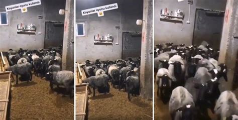 K­o­y­u­n­l­a­r­l­a­ ­M­i­n­i­ ­S­e­ç­i­m­ ­A­n­k­e­t­i­ ­Y­a­p­a­n­ ­Ç­o­b­a­n­ı­n­ ­T­i­k­T­o­k­­t­a­ ­V­i­r­a­l­ ­O­l­a­n­ ­V­i­d­e­o­s­u­!­